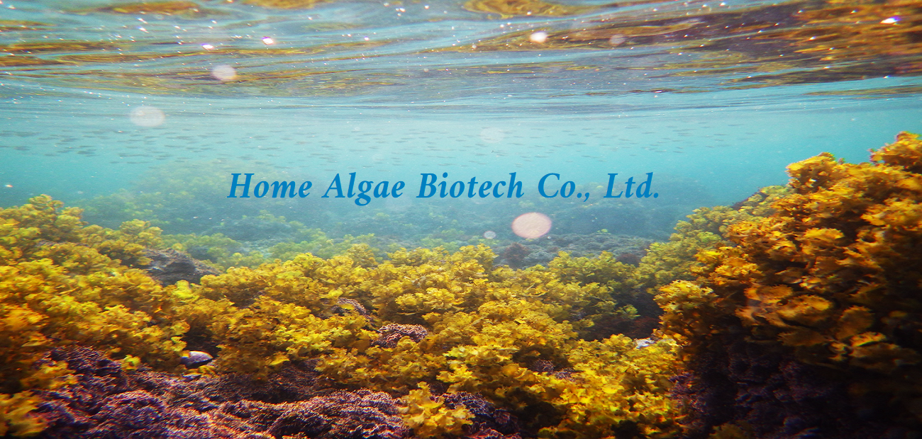 紅藻生技圖片2.png undefined